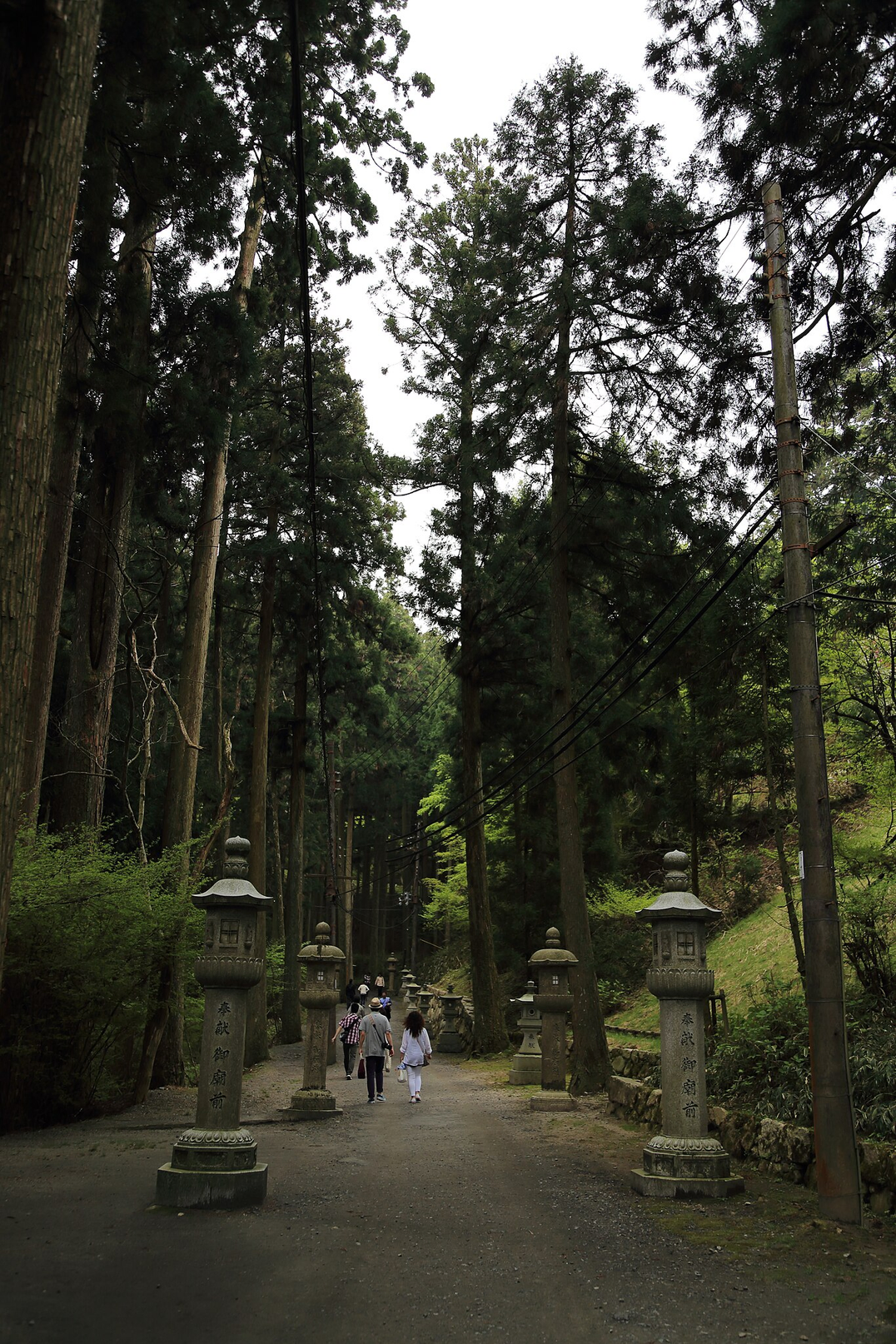 Stone lanterns lining the path to the Saitō complex at Enryakuji Temple on Mount Hiei, Shiga Prefecture.